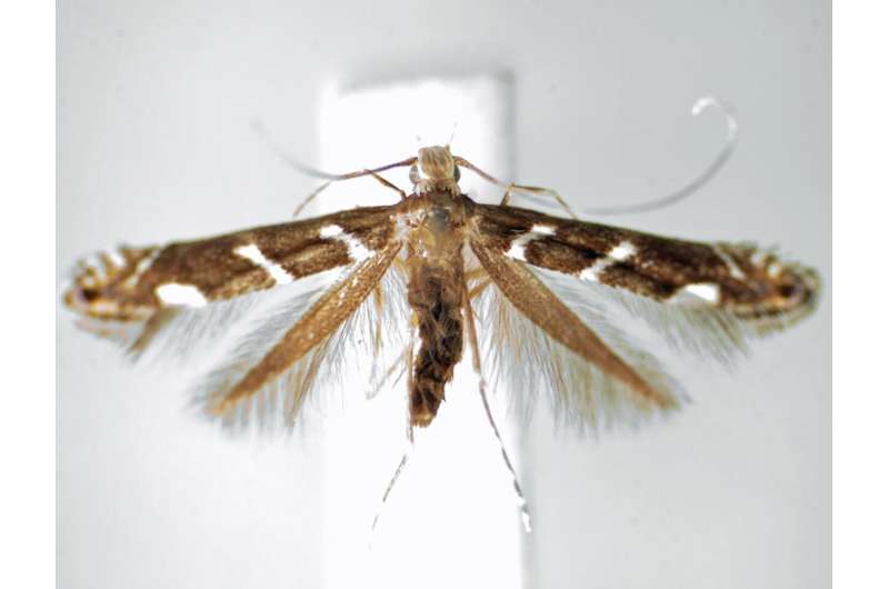 Study introduces 13 new, threatened species of sparkly moths from Hawaii