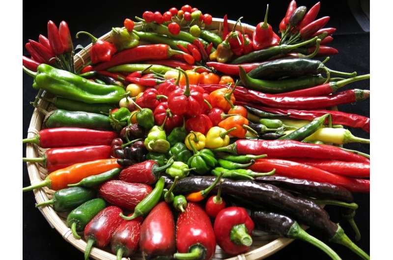Study of chilli genetics could lead to greater variety on our plates