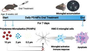 Successful identification of the cause and cellular physiology of apoptosis caused by microplastics introduced into the brain
