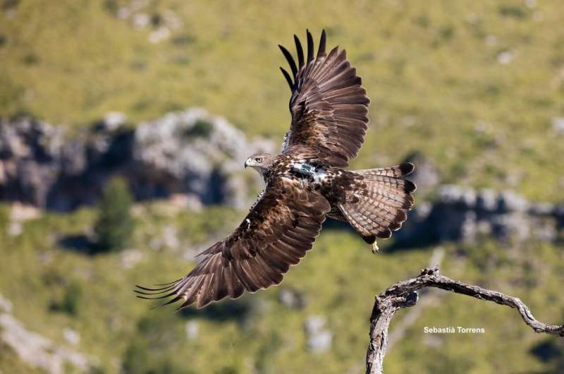 Successful reintroduction of endangered Bonelli's eagle in Mallorca