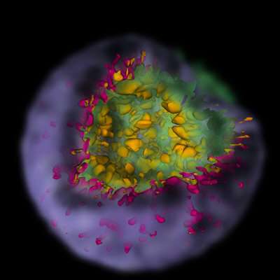 Supernova simulations reveal how stellar explosions shape debris clouds