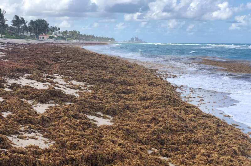 Surge in nitrogen has turned sargassum into the world's largest harmful algal bloom