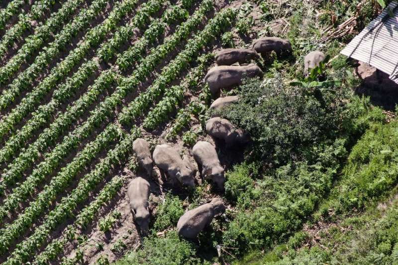 Surging demand for rubber and tea has caused plantations to steadily expand into lands traditionally roamed by elephants