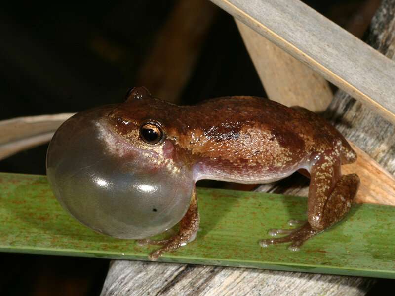 Surprise discovery of two new – and very loud – frog species 