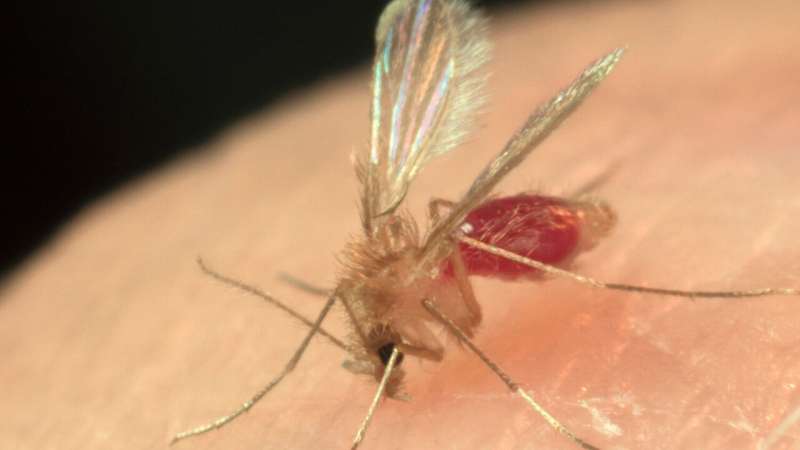Surprising sand fly find yields new species of bacteria
