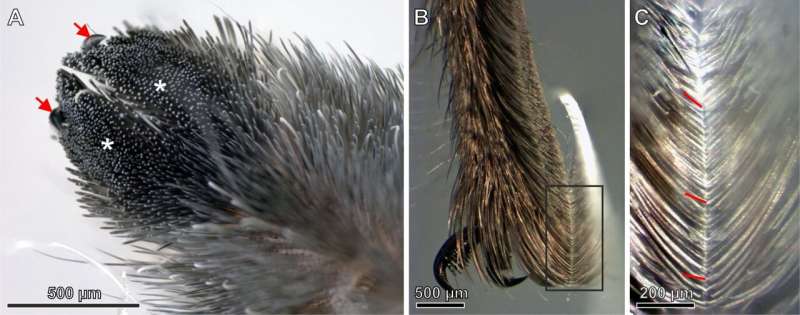 Surprising spider hair discovery may inspire stronger adhesives