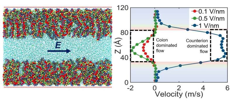 Surprising ionic and flow behaviors with functionalized nanochannels