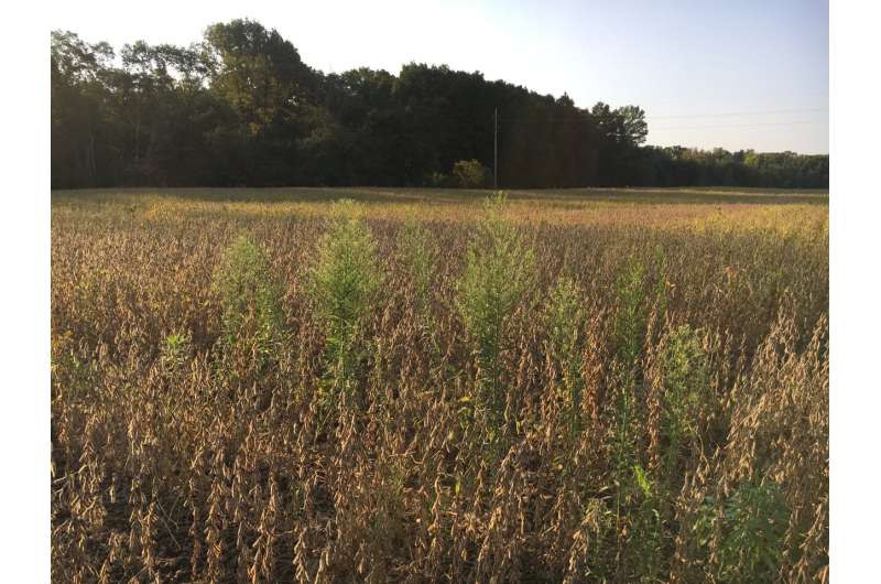 Surveys show horseweed is a persistent and unpredictable Foe Insoybean Crops