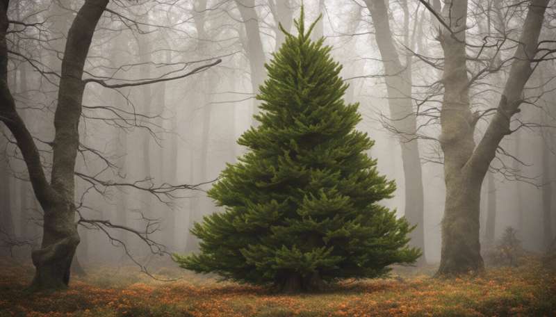 Sustainable Christmas trees: an ecologist's buying guide