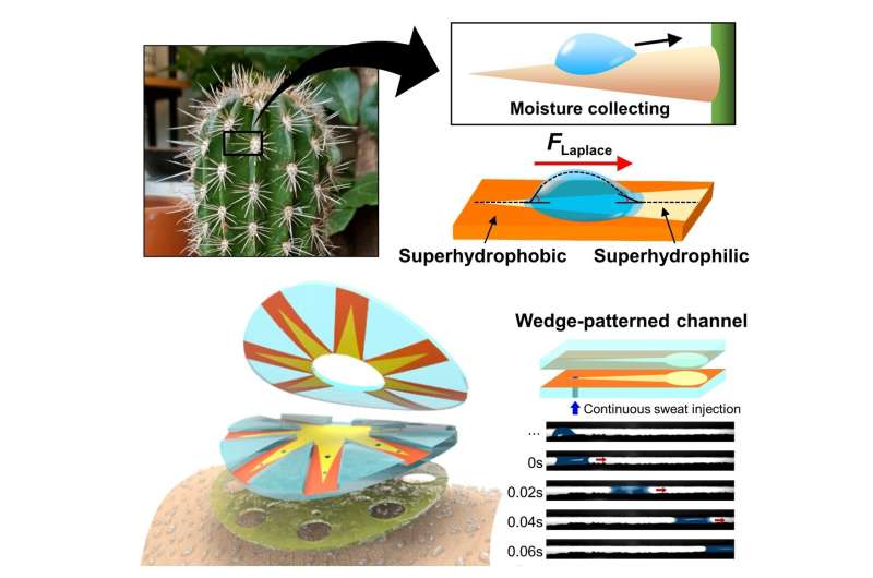 Sweat-collecting patch inspired by cactus spines
