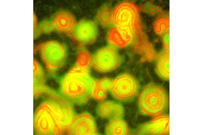 باکتری های در حال چرخش شب پرستاره ون گوگ را تقلید می کنند