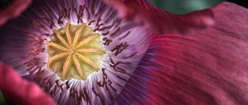 Swiss farmers contributed to the domestication of the opium poppy