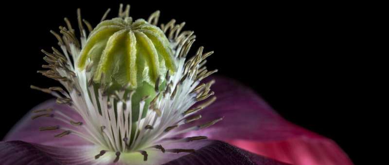 Swiss farmers contributed to the domestication of the opium poppy