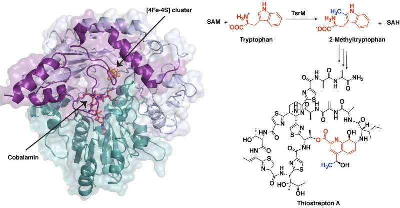 Synthesis of potent antibiotic follows unusual chemical pathway