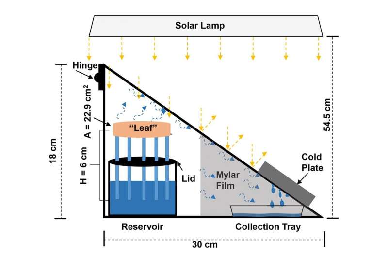 Synthetic tree enhances solar steam generation for harvesting drinking water