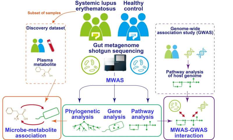 Systemic lupus erythematosus linked to altered gut microbiome