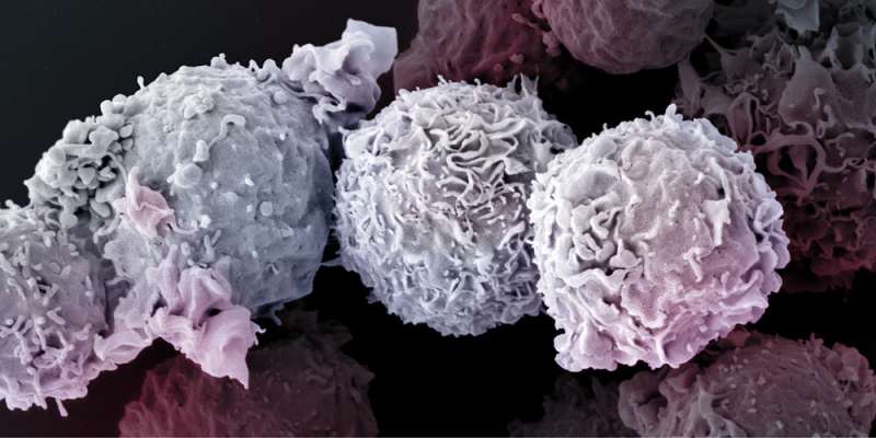 سلول های T: زمانی برای مردن نیست