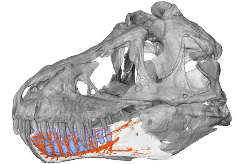 T. rex’s jaw had sensors to make it an even more fearsome predator, new digital study finds