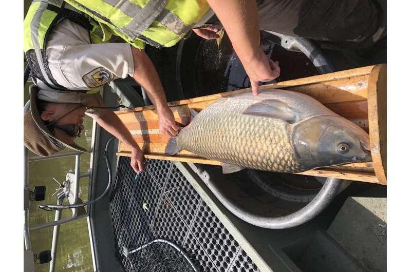 Tagged grass carp unknowingly betray their species
