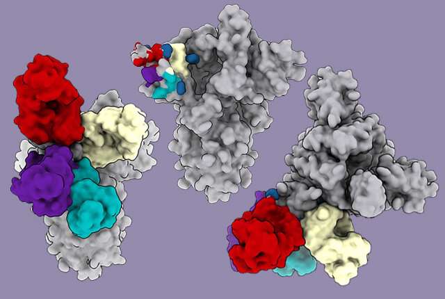 Targeting a new antibody supersite key to COVID immunity