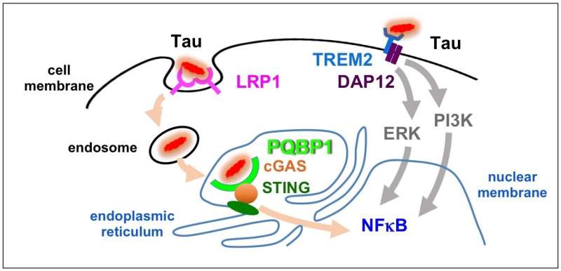 τ和PQBP1:蛋白质相互作用诱发炎症在大脑中