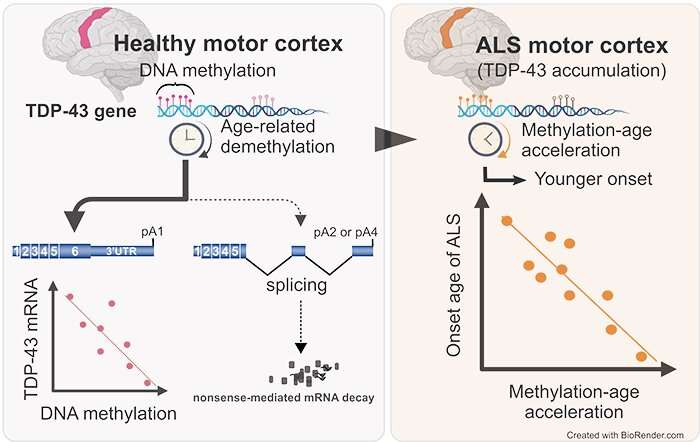 TDP-43 DNA methylation may contribute to the mystery of age-dependent motor cortex involvement in ALS