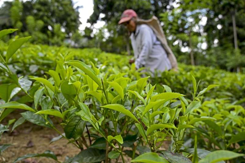 Tea crops have suffered in Sri Lanka due to a lack of organic fertiliser