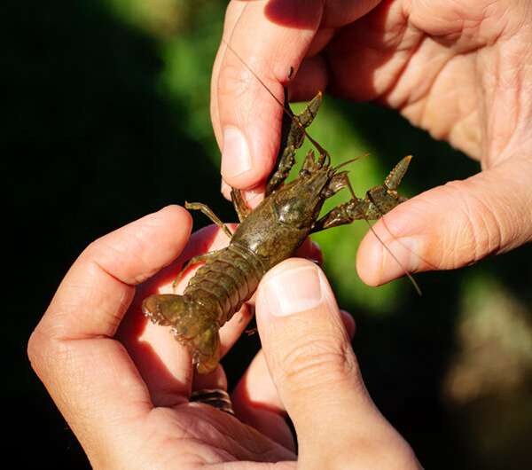 Team discovers invasive-native crayfish hybrids in Missouri