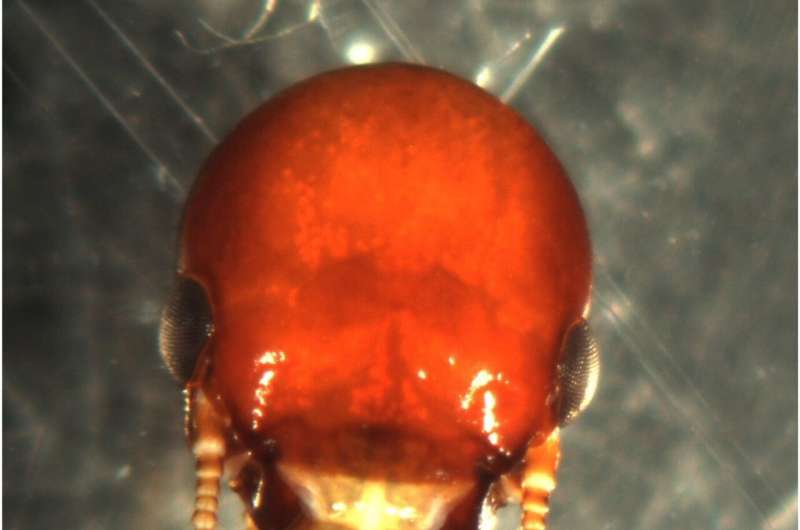 Termite brains can grow in anticipation of a single moment of flight and light