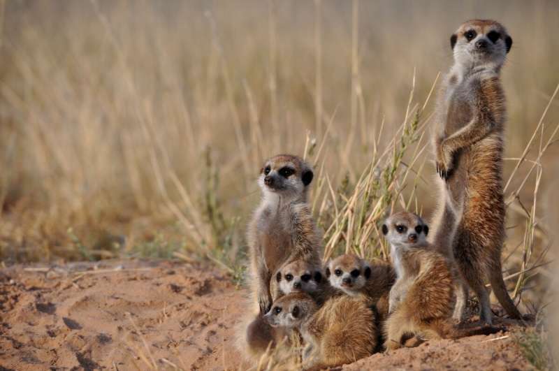 Testosterone drives the dark side of meerkat success