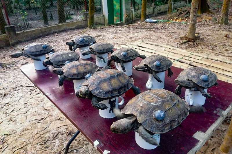 The 10 tortoises released into the area were raised in captivity after their parents were rescued from slaughter