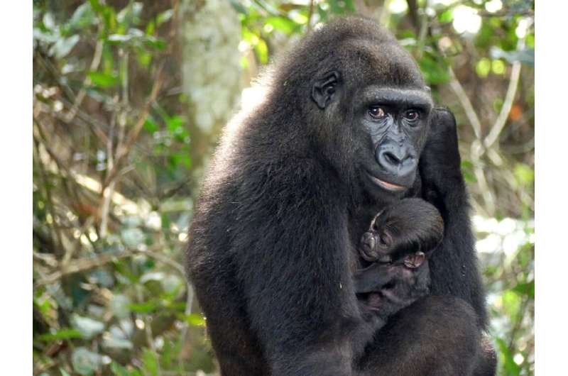 The 300,000-hectare (740,000-acre) Ivindo park is is home to many engangered animals such as gorillas