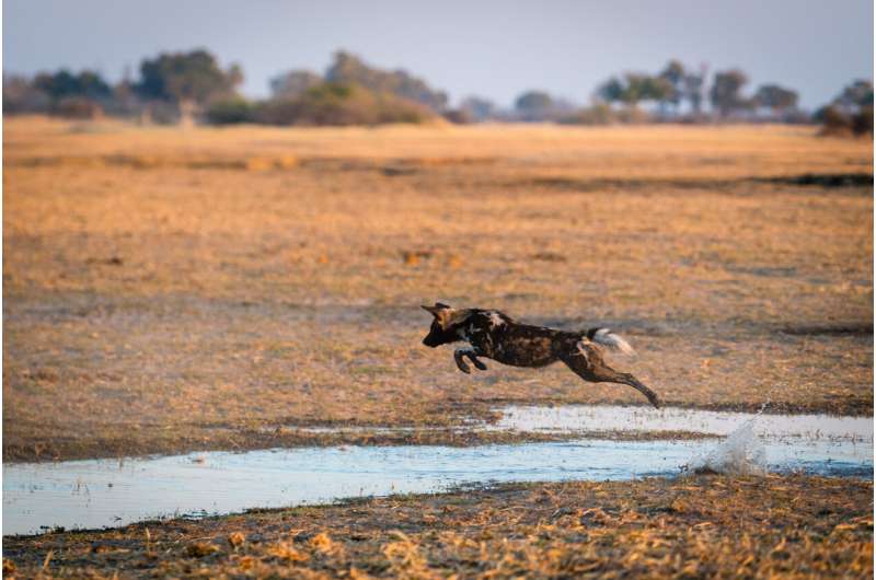 The African Wild Dog: An Ambassador for the World’s Largest Terrestrial Conservation Area