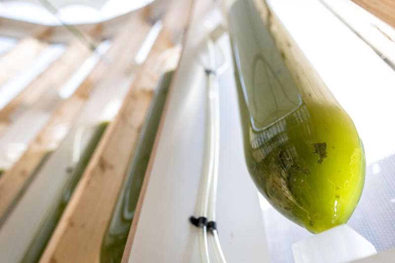 The algae inside the tubes feast on pollutants and carbon dioxide to provide a bubble of clean oxygen