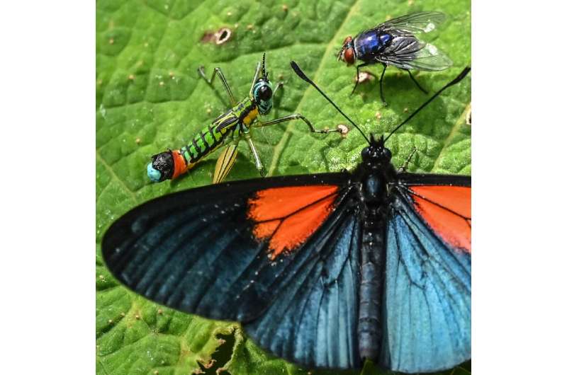 The Altinote ozoneme have velvety black wings with red patches at the base of the forewings, and are mostly found in cloudforest