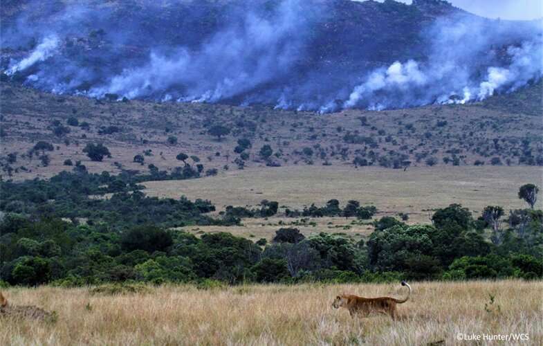 The benefits of savanna fire management in Africa