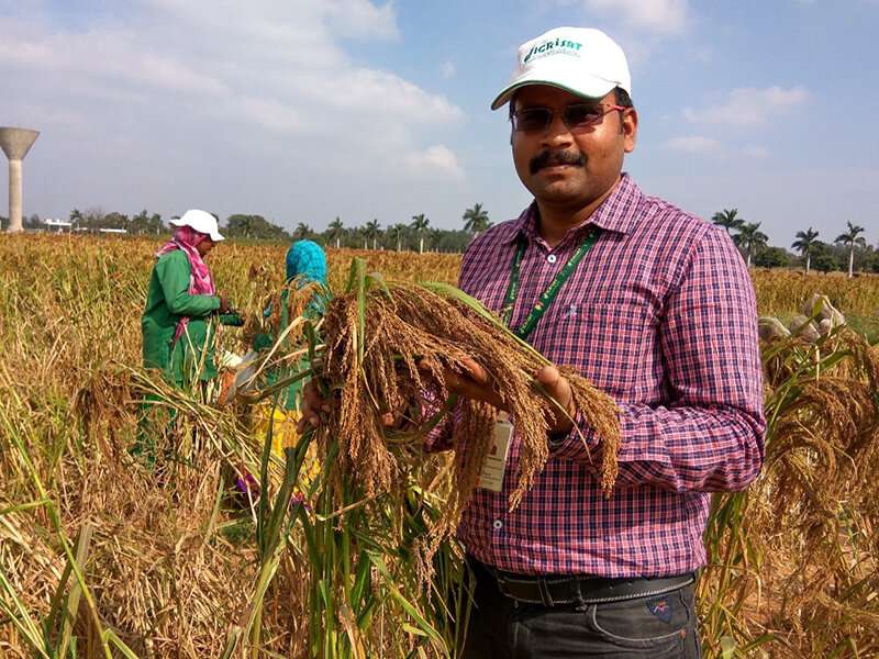 The big potential of little millet