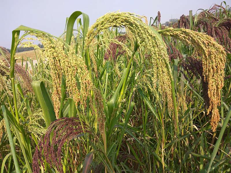 The big potential of little millet