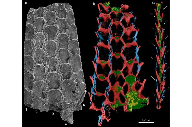 The bryozoan mystery: a new look at an old fossil reveals the origin of these tiny coral-like creatures