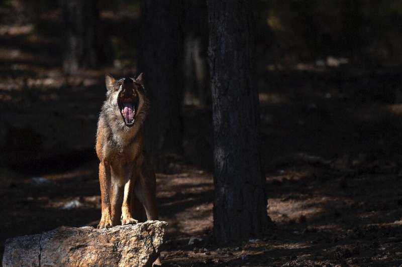 The Cantabria region had planned to cull 34 wolves this year, or 20 percent of the local population