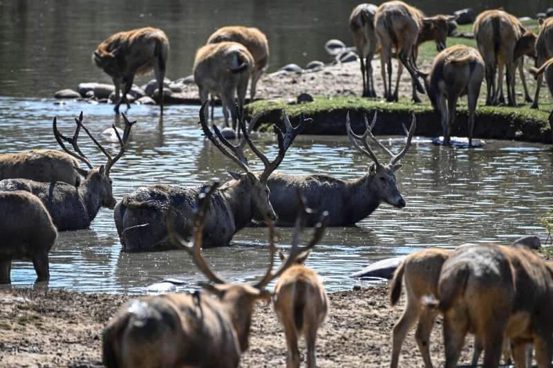 The captive population of Pere David's deer is now about 8,000, according to official figures