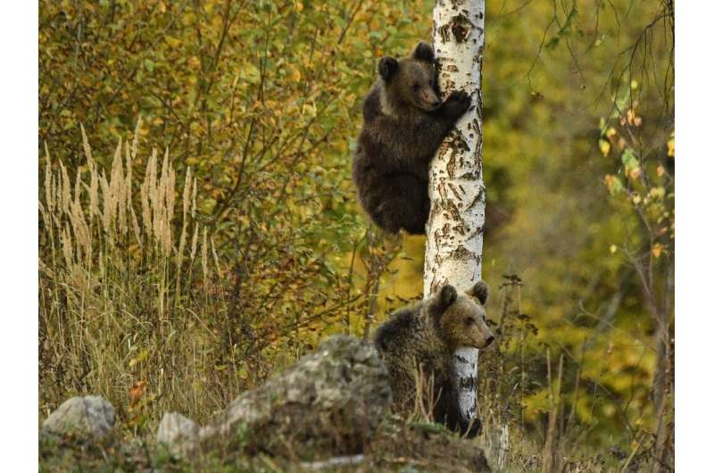 The census project also entails the creation of a bear sanctuary.