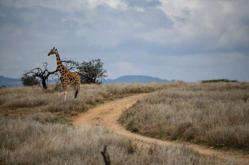 The census said the numbers of lions, zebras, hirolas (Hunter's antelopes) and the three species of giraffes found in the countr