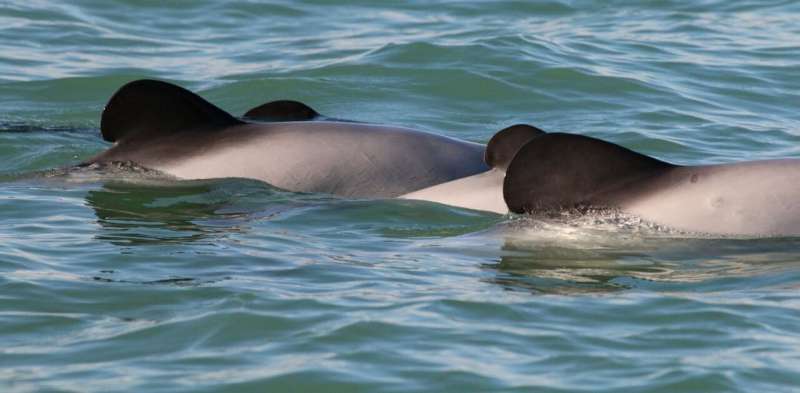 The critically endangered Māui dolphin is a conservation priority—uncertainty shouldn't stop action to save it