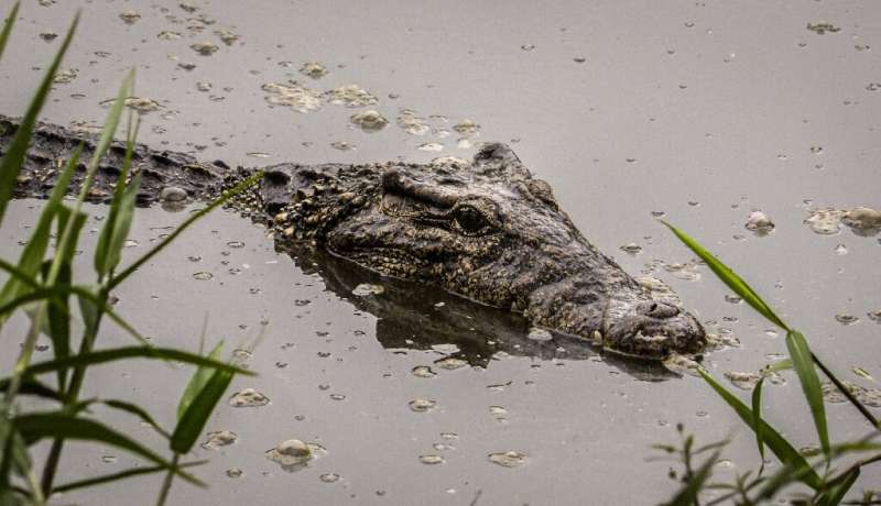 The Cuban crocodile is listed as &quot;critically endangered,&quot; with just a few thousand specimens left