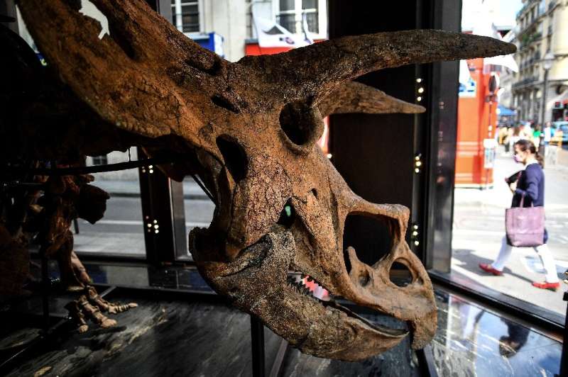 The dinosaur will be on display starting October 18 at the Drouot auction house in Paris