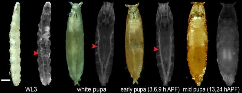 The disassembly of organs during metamorphosis is a precise process orchestrated by hormones