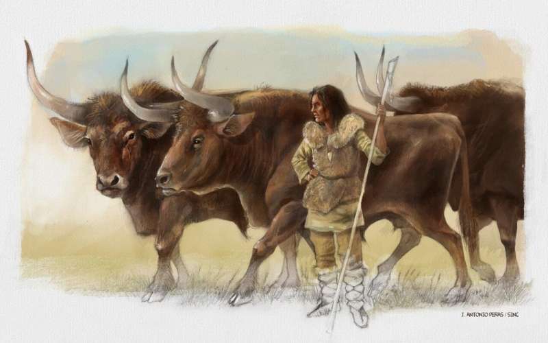 The DNA of three aurochs found next to the Elba shepherdess opens up a new enigma for palaeontology