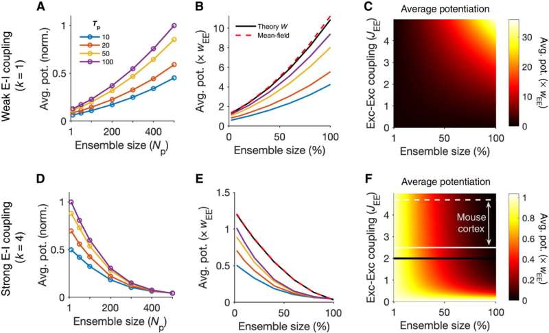 The dynamics of neuronal assemblies in cortical networks based on excitatory and inhibitory balance