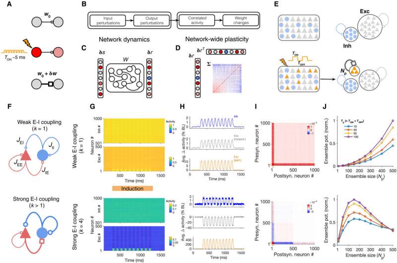 The dynamics of neuronal assemblies in cortical networks based on excitatory and inhibitory balance